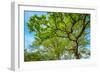 Canopy of Tall Oak Trees. Upper Branches of Tree-Grisha Bruev-Framed Photographic Print