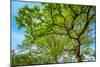 Canopy of Tall Oak Trees. Upper Branches of Tree-Grisha Bruev-Mounted Photographic Print