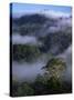 Canopy of Virgin Dipterocarp Rainforest, Danum Valley Conservation Area, Sabah, Island of Borneo-Lousie Murray-Stretched Canvas