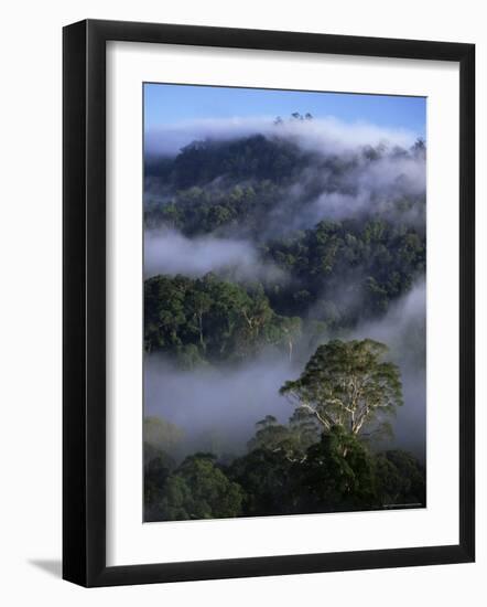 Canopy of Virgin Dipterocarp Rainforest, Danum Valley Conservation Area, Sabah, Island of Borneo-Lousie Murray-Framed Photographic Print