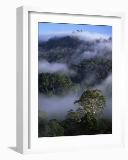 Canopy of Virgin Dipterocarp Rainforest, Danum Valley Conservation Area, Sabah, Island of Borneo-Lousie Murray-Framed Photographic Print