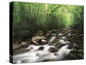 Canopy over Big Creek, Great Smoky Mountains National Park, North Carolina, USA-Adam Jones-Stretched Canvas