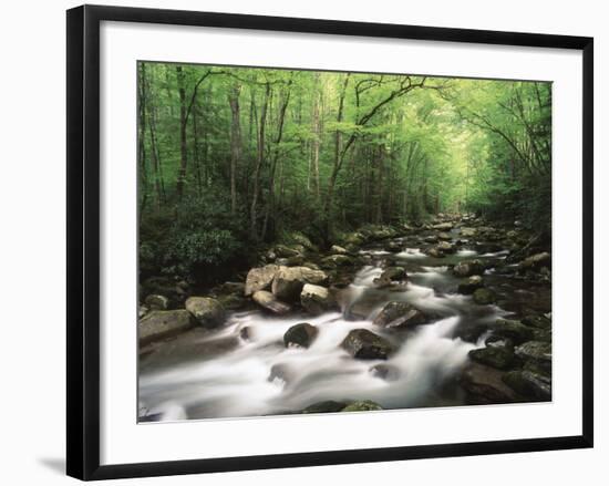 Canopy over Big Creek, Great Smoky Mountains National Park, North Carolina, USA-Adam Jones-Framed Photographic Print