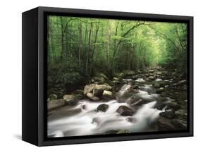 Canopy over Big Creek, Great Smoky Mountains National Park, North Carolina, USA-Adam Jones-Framed Stretched Canvas