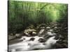 Canopy over Big Creek, Great Smoky Mountains National Park, North Carolina, USA-Adam Jones-Stretched Canvas