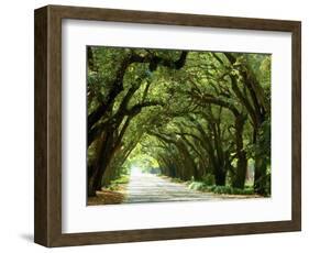 Canopy Road I-James McLoughlin-Framed Photographic Print