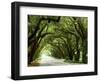 Canopy Road I-James McLoughlin-Framed Photographic Print