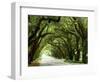 Canopy Road I-James McLoughlin-Framed Photographic Print