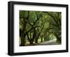 Canopy Road II-James McLoughlin-Framed Photographic Print