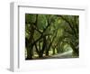 Canopy Road II-James McLoughlin-Framed Photographic Print