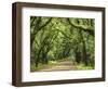 Canopy Road III-James McLoughlin-Framed Photographic Print