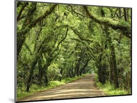 Canopy Road III-James McLoughlin-Mounted Photographic Print