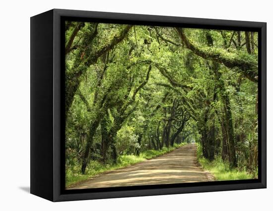 Canopy Road III-James McLoughlin-Framed Stretched Canvas