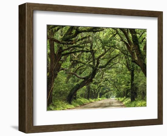 Canopy Road IV-James McLoughlin-Framed Photographic Print