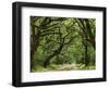 Canopy Road IV-James McLoughlin-Framed Photographic Print