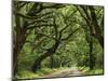 Canopy Road IV-James McLoughlin-Mounted Photographic Print
