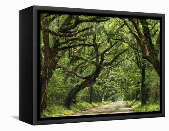 Canopy Road IV-James McLoughlin-Framed Stretched Canvas