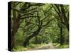 Canopy Road IV-James McLoughlin-Stretched Canvas