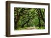 Canopy Road Panorama IV-James McLoughlin-Framed Photographic Print