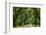 Canopy Road Panorama IV-James McLoughlin-Framed Photographic Print