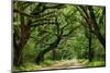 Canopy Road Panorama IV-James McLoughlin-Mounted Photographic Print