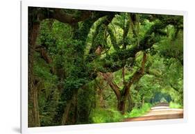 Canopy Road Panorama V-James McLoughlin-Framed Photographic Print