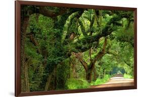 Canopy Road Panorama V-James McLoughlin-Framed Photographic Print