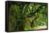 Canopy Road Panorama V-James McLoughlin-Framed Stretched Canvas