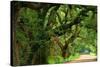 Canopy Road Panorama V-James McLoughlin-Stretched Canvas