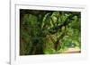 Canopy Road Panorama V-James McLoughlin-Framed Photographic Print