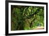 Canopy Road Panorama V-James McLoughlin-Framed Photographic Print
