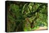 Canopy Road Panorama V-James McLoughlin-Stretched Canvas