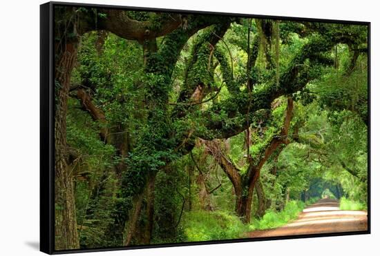 Canopy Road Panorama V-James McLoughlin-Framed Stretched Canvas
