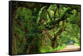 Canopy Road Panorama V-James McLoughlin-Framed Stretched Canvas