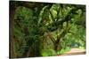 Canopy Road Panorama V-James McLoughlin-Stretched Canvas