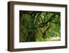 Canopy Road Panorama V-James McLoughlin-Framed Photographic Print