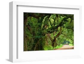 Canopy Road Panorama V-James McLoughlin-Framed Photographic Print