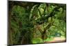 Canopy Road Panorama V-James McLoughlin-Mounted Photographic Print