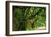 Canopy Road Panorama V-James McLoughlin-Framed Photographic Print