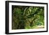 Canopy Road Panorama V-James McLoughlin-Framed Photographic Print