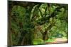 Canopy Road Panorama V-James McLoughlin-Mounted Photographic Print