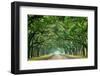 Canopy Road Panorama VI-James McLoughlin-Framed Photographic Print