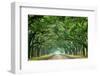 Canopy Road Panorama VI-James McLoughlin-Framed Photographic Print