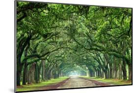 Canopy Road Panorama VI-James McLoughlin-Mounted Photographic Print