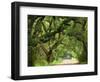 Canopy Road V-James McLoughlin-Framed Photographic Print