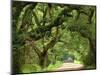 Canopy Road V-James McLoughlin-Mounted Photographic Print