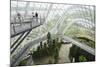 Canopy Walkway, Gardens by the Bay, Cloud Forest, Botanic Garden, Singapore, Southeast Asia, Asia-Christian Kober-Mounted Photographic Print