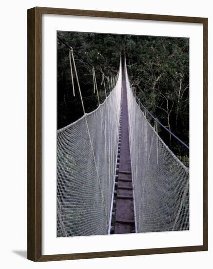 Canopy Walkway in the Peruvian Rainforest, Sucusari River Region, Peru-Gavriel Jecan-Framed Photographic Print