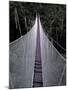 Canopy Walkway in the Peruvian Rainforest, Sucusari River Region, Peru-Gavriel Jecan-Mounted Photographic Print