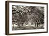 Canopy-Lucy Aron-Framed Photographic Print